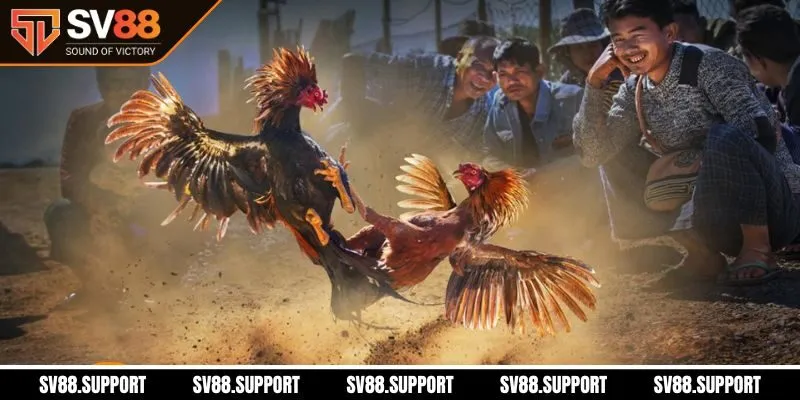 Đôi nét về đá gà mạng hấp dẫn