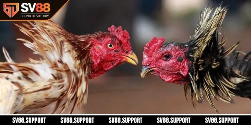 Giải thưởng hấp dẫn