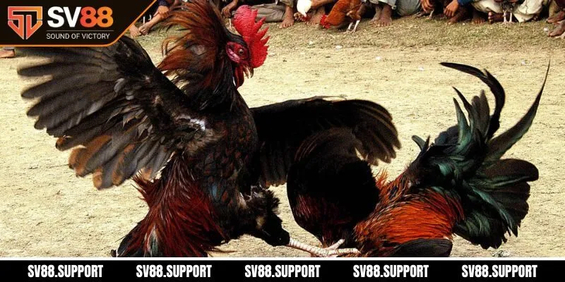 Giới thiệu sảnh đá gà Thomo tại SV88 qua các quy định